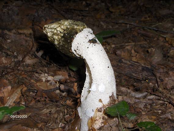 hadovka smradľavá Phallus impudicus L.