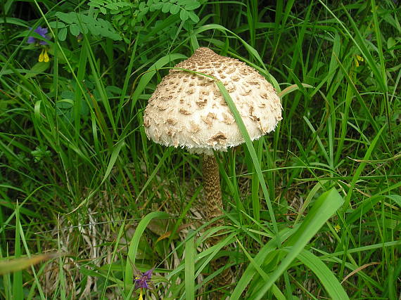 bedľa vysoká Macrolepiota procera (Scop.) Singer