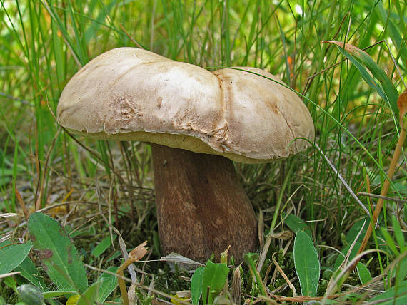 hríb dubový Boletus reticulatus Schaeff.