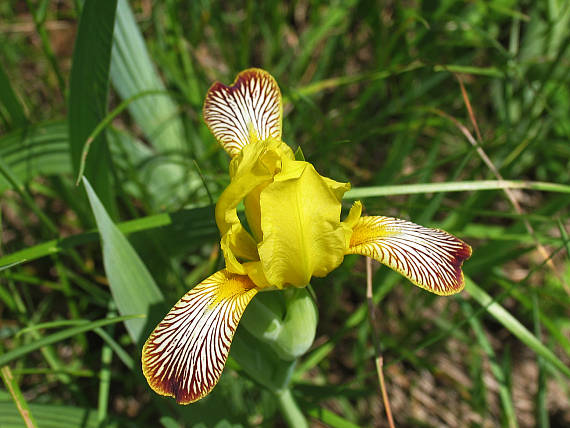 kosatec Iris variegata L.