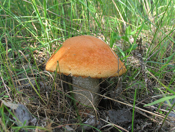 kozák Leccinum sp.