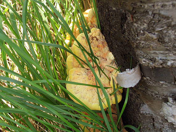 sírovec obyčajný Laetiporus sulphureus (Bull.) Murrill