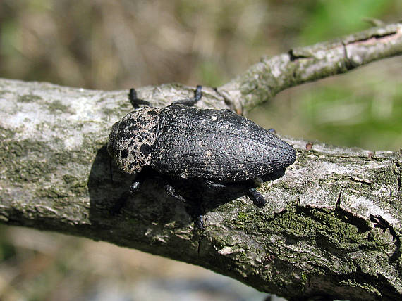 krasoň Capnodis tenebrionis