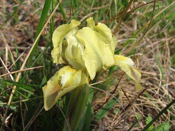 kosatec nízky Iris pumila L.