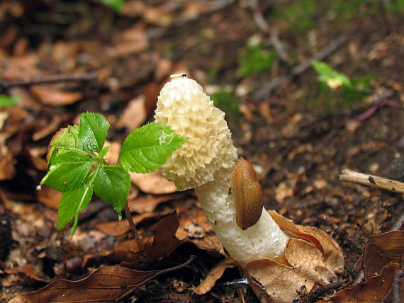 hadovka smradľavá Phallus impudicus L.