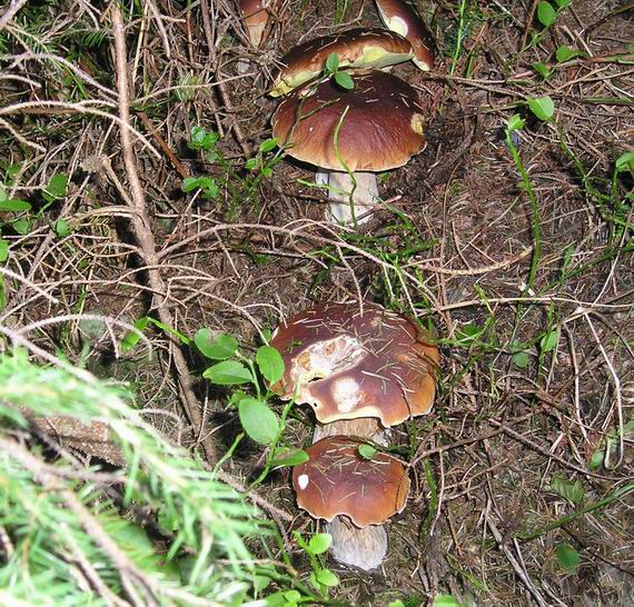 hríb smrekový Boletus edulis Bull.