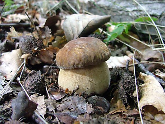 asi dubak Boletus sp.