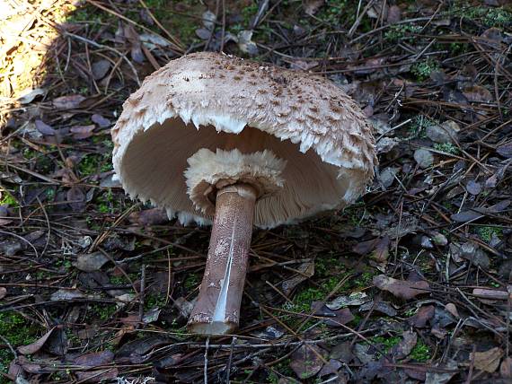 bedľa vysoká Macrolepiota procera (Scop.) Singer