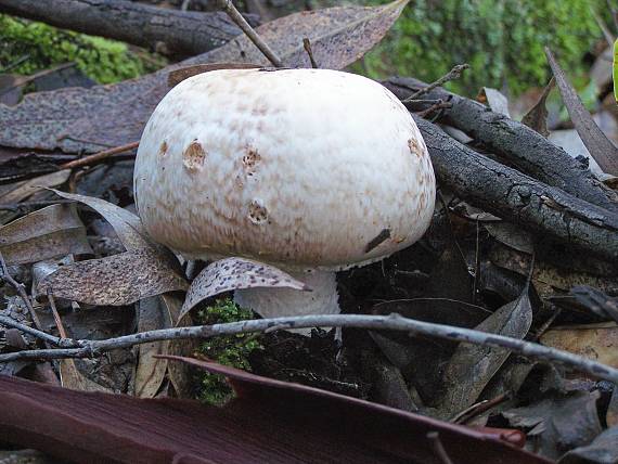 pečiarka Agaricus sp.