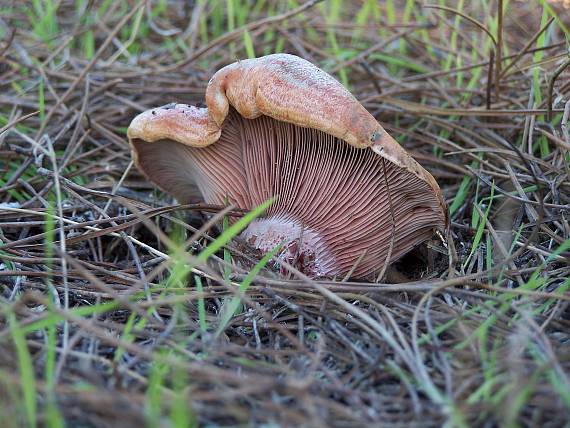 rýdzik krvavý Lactarius sanguifluus (Paulet) Fr.