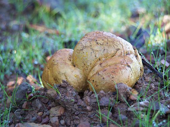 hráškovec obyčajný Pisolithus arhizus (Scop.) Rauschert