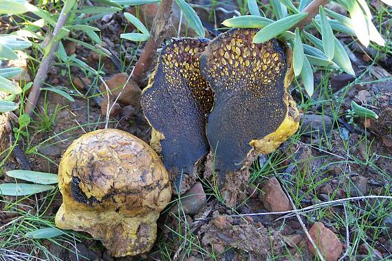 hráškovec obyčajný Pisolithus arhizus (Scop.) Rauschert