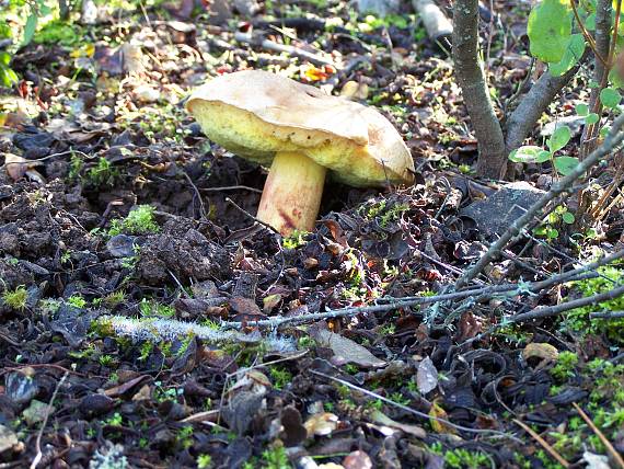 hríb plavý Hemileccinum impolitum (Fr.) Šutara