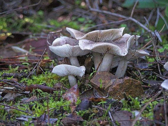 čírovka Tricholoma sp.