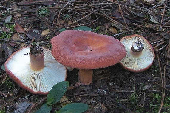 rýdzik... Lactarius rugatum