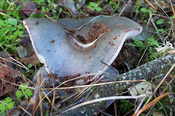 plávka modrastá Russula cyanoxantha (Schaeff.) Fr.