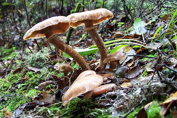 podpňovka obyčajná Armillaria mellea (Vahl) P. Kumm.