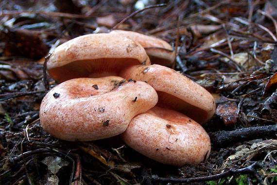 rýdzik pravý Lactarius deliciosus (L.) Gray