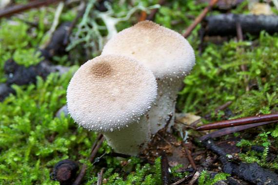 prášnica bradavičnatá Lycoperdon perlatum Pers.