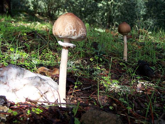 bedľa Macrolepiota sp.