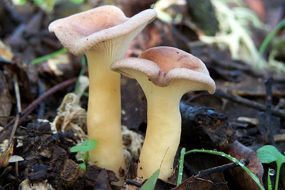 strmuľka Clitocybe sp.