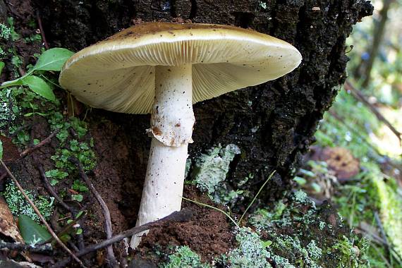 muchotrávka zelená Amanita phalloides (Vaill. ex Fr.) Link