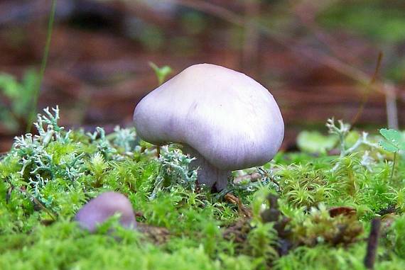 vláknica hlinovolupeňová Inocybe geophylla (Bull.) P. Kumm.