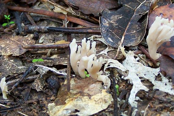 konárovka Clavulina sp.