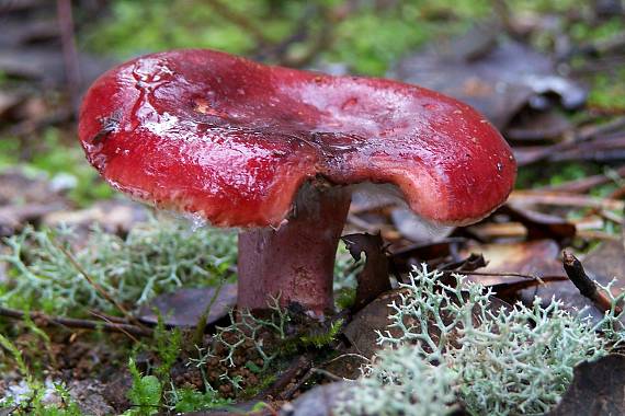 plávka Russula sp.