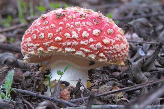 muchotrávka červená Amanita muscaria (L.) Lam.