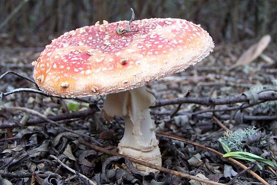 muchotrávka červená Amanita muscaria (L.) Lam.