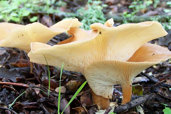 strmuľka Clitocybe sp.