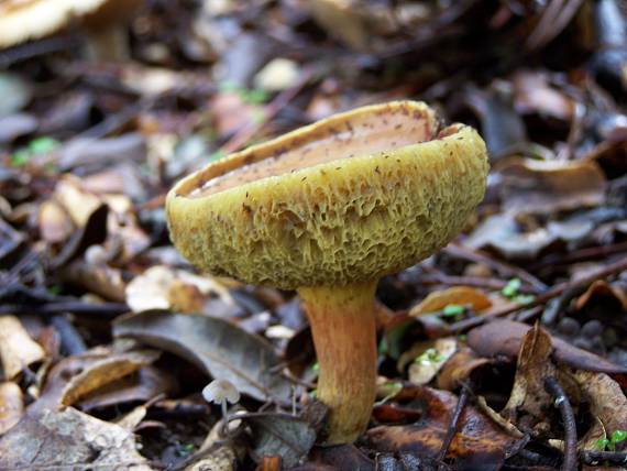 suchohríb Xerocomus sp.