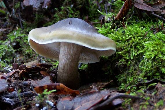 čírovka mydlová Tricholoma saponaceum (Fr.) P. Kumm.