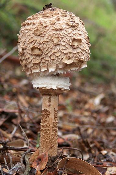 bedľa vysoká Macrolepiota procera (Scop.) Singer