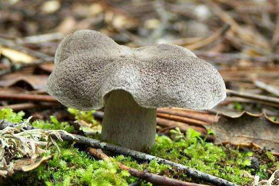 čírovka Tricholoma sp.