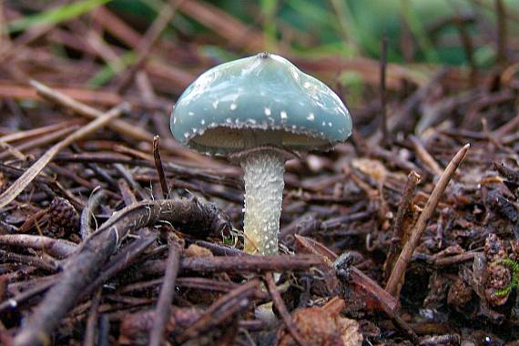 golierovka zelenkastá Stropharia aeruginosa (Curtis) Quél.