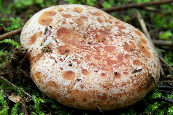 rýdzik pravý Lactarius deliciosus (L.) Gray