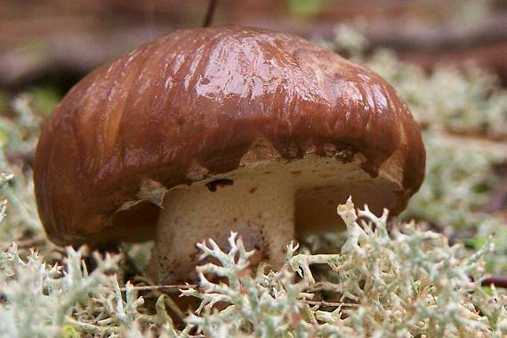 masliak ... Suillus bellini