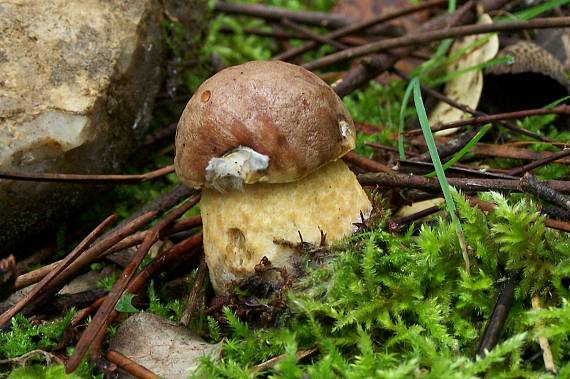 kozák Leccinum lepidum (H. Bouchet ex Essette) Bresinsky & Manfr. Binder