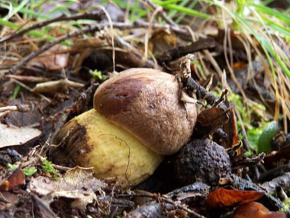 kozák Leccinum lepidum (H. Bouchet ex Essette) Bresinsky & Manfr. Binder