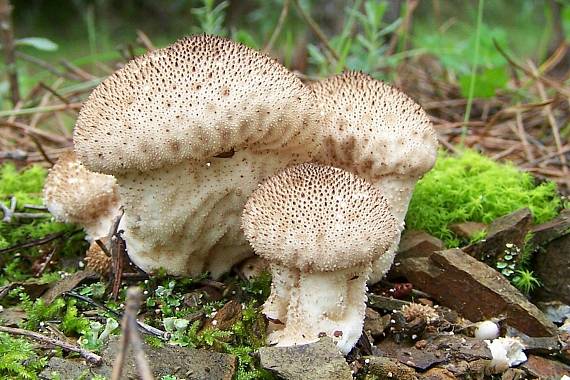 prášnica bradavičnatá Lycoperdon perlatum Pers.