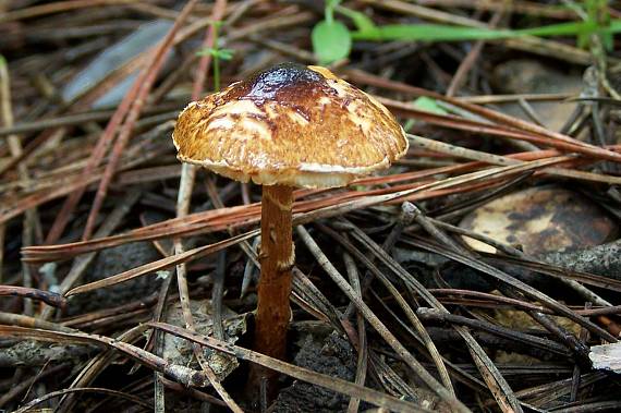 bedlička hnedoružová Lepiota brunneoincarnata Chodat & C. Martín