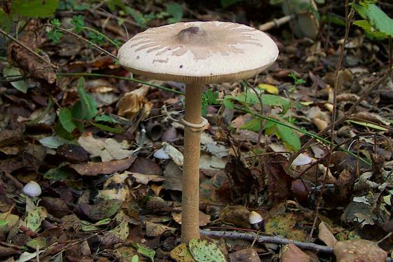 bedľa Konradova Macrolepiota konradii (Huijsman ex P.D. Orton) M.M. Moser