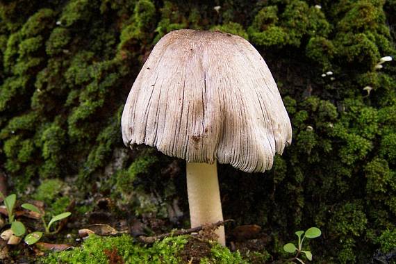 hnojník nápadný Coprinopsis insignis  (Peck) Redhead, Vilgalys & Moncalvo