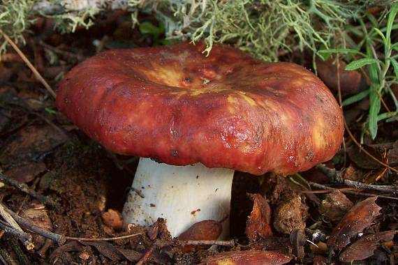 plávka Russula sp.