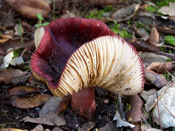 plávka Russula sp.