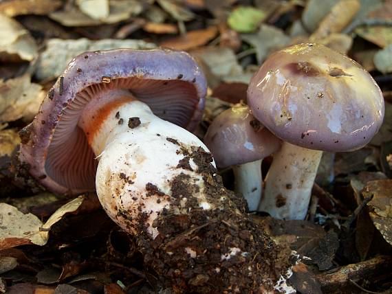 pavučinovec Cortinarius sp.