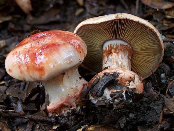 pavučinovec Cortinarius sp.