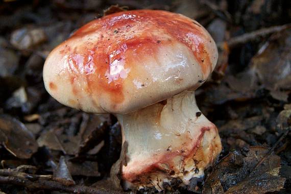 pavučinovec Cortinarius sp.